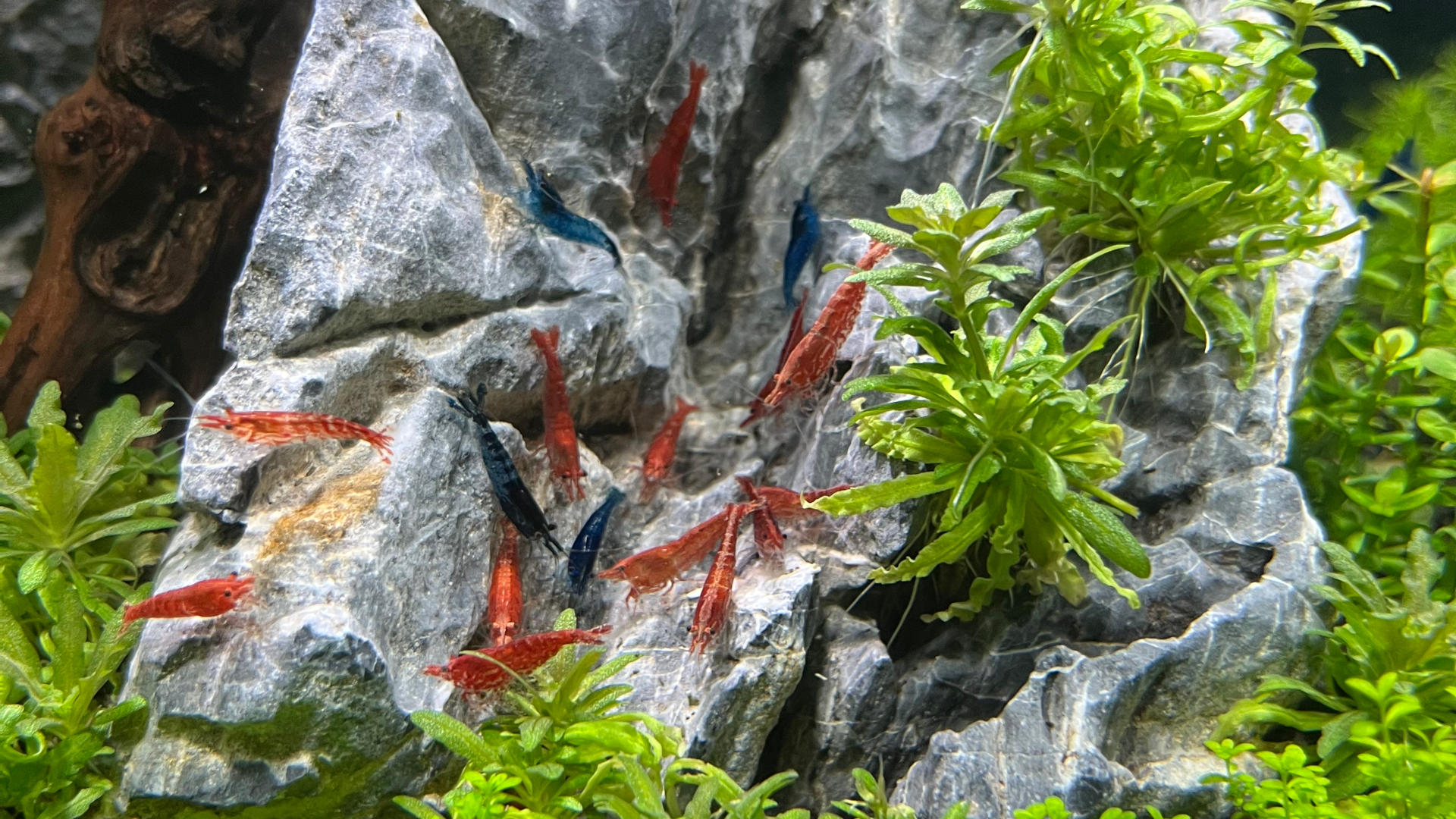 Red Cherry & Blue Wave